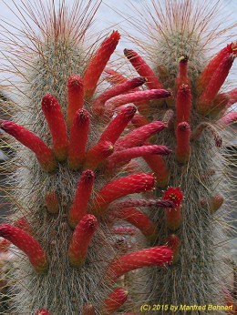 Cleistocactus hyalacathus 978